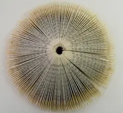 Werk von Beartrix Mamalagama